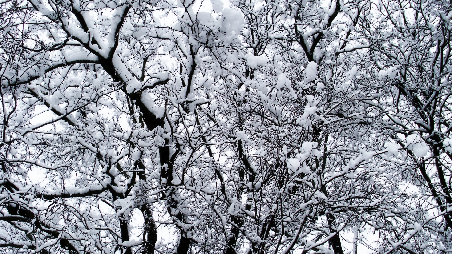 White and Black Tree During Daytime. Wallpaper in 1920x1080 Resolution