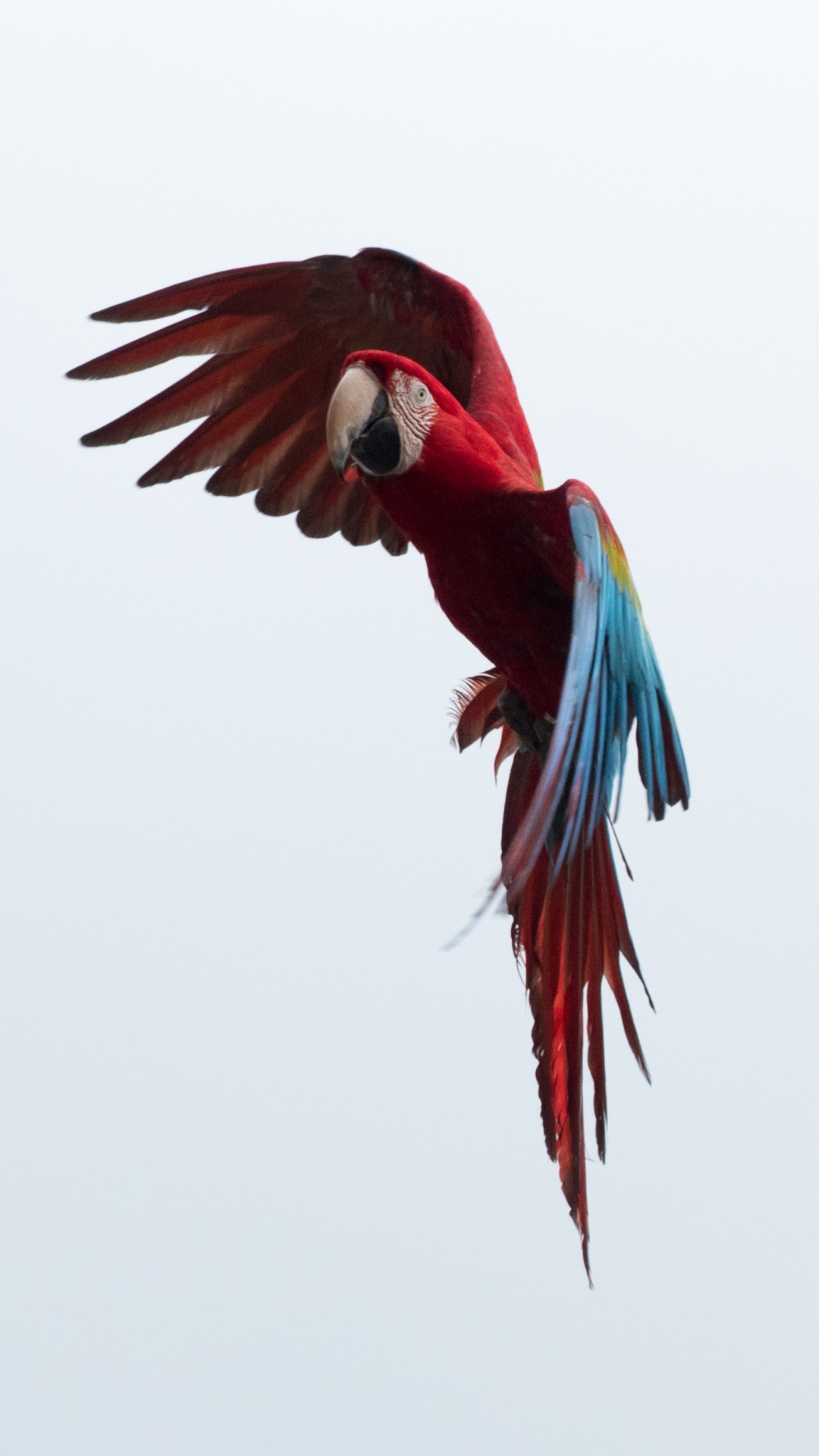 Guacamayo Rojo Azul y Verde. Wallpaper in 1080x1920 Resolution