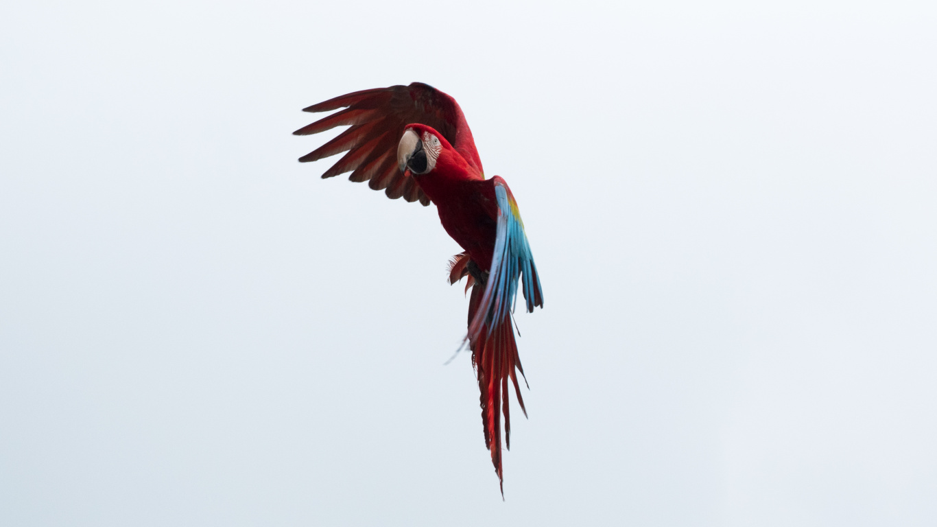 Red Blue and Green Macaw. Wallpaper in 1366x768 Resolution