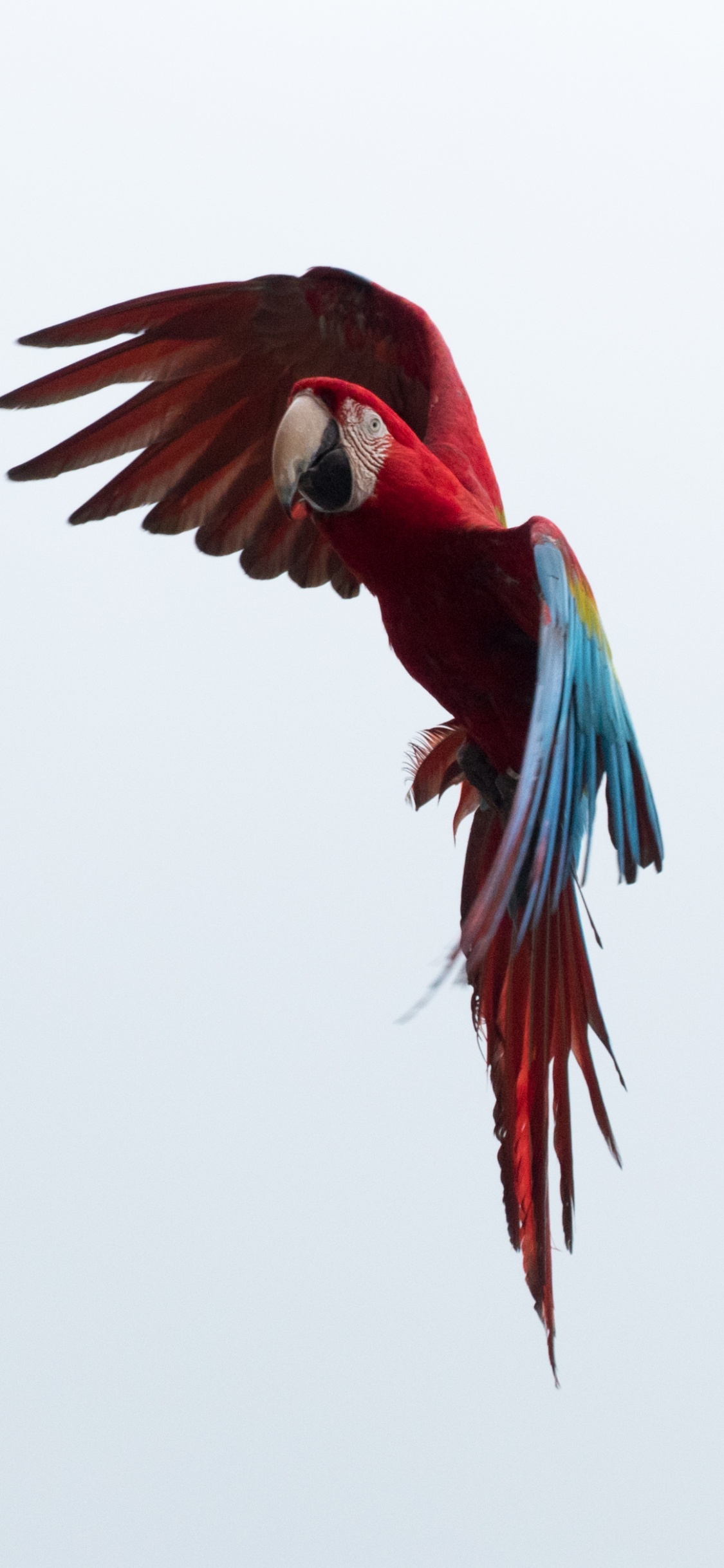Ara Bleu Rouge et Vert. Wallpaper in 1125x2436 Resolution