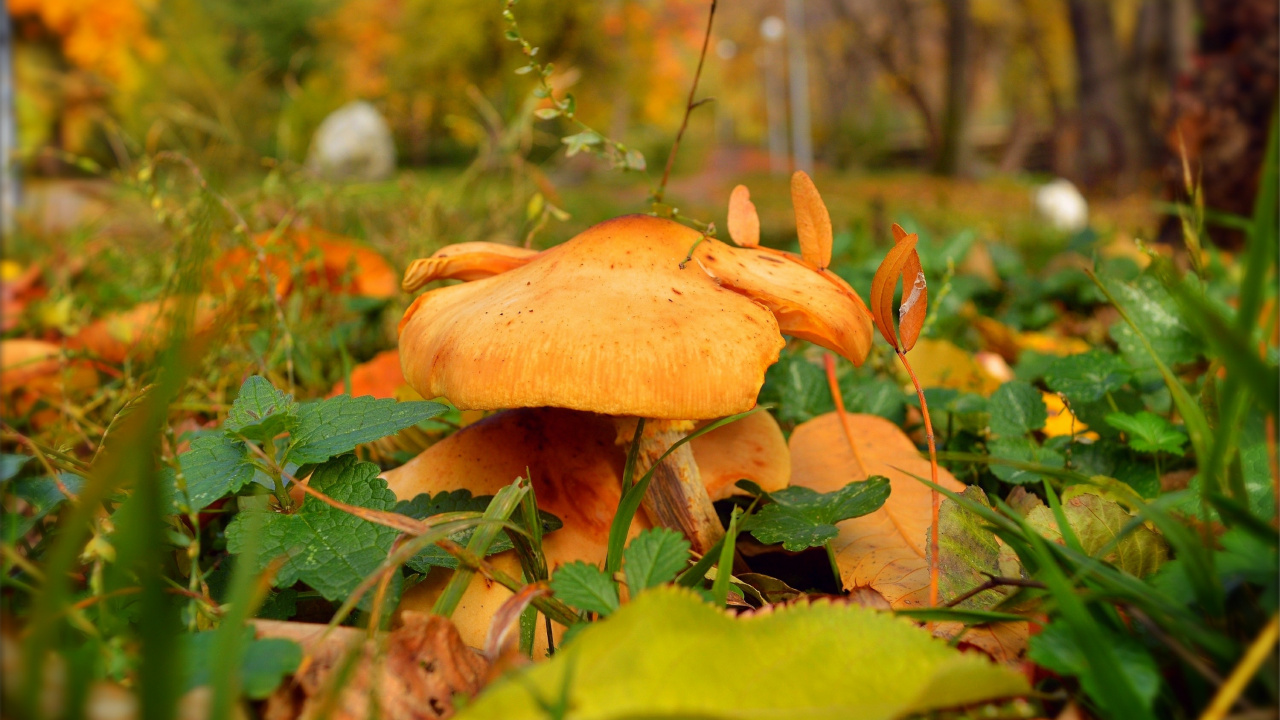 Champignon Brun Sur L'herbe Verte Pendant la Journée. Wallpaper in 1280x720 Resolution