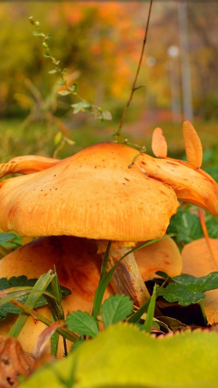 Brown Mushroom on Green Grass During Daytime. Wallpaper in 720x1280 Resolution