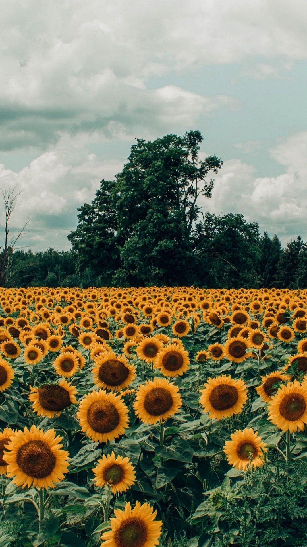 Ästhetisches Sonnenblumenfeld, Sunflowers, Ästhetik, Cloud, Baum. Wallpaper in 1080x1920 Resolution