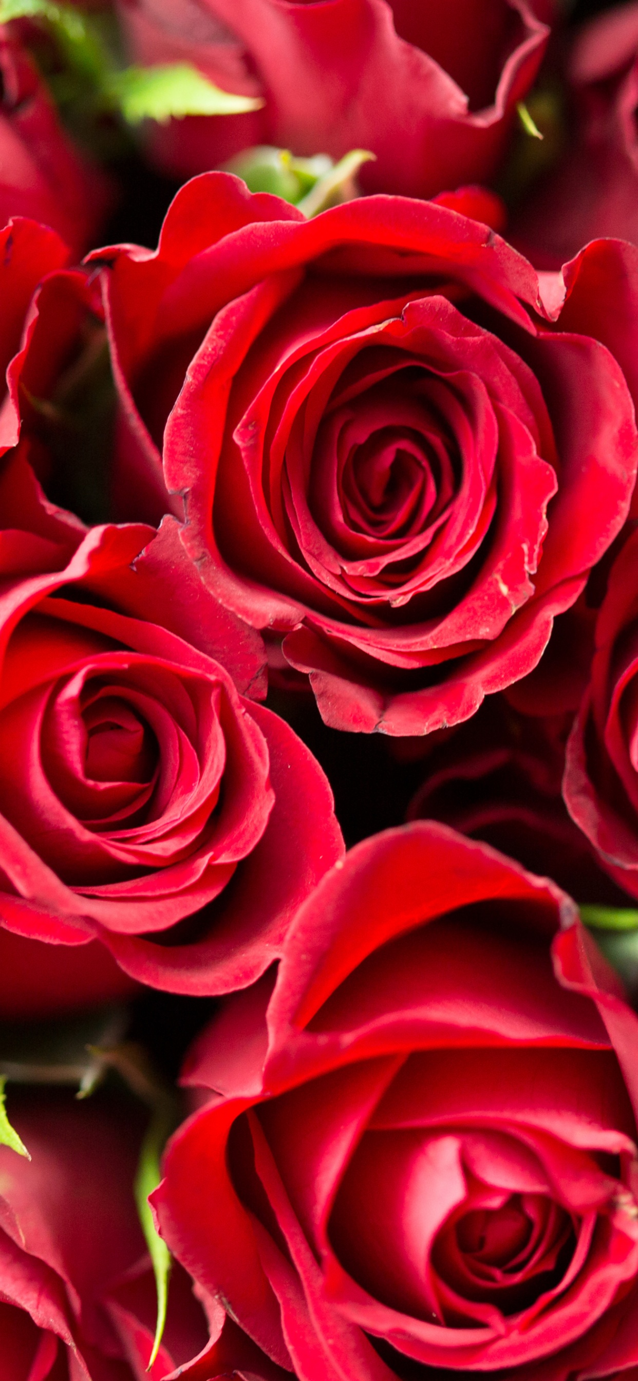 Roses Rouges en Photographie Rapprochée. Wallpaper in 1242x2688 Resolution