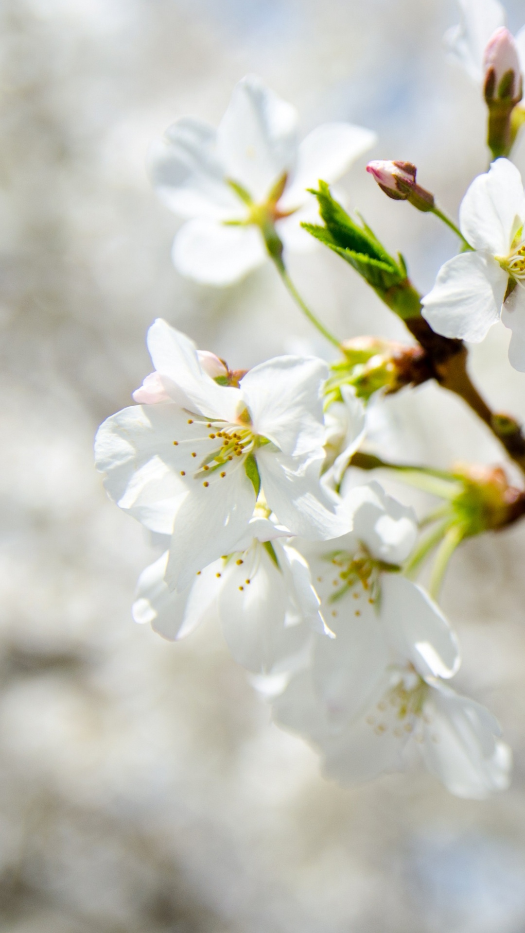 White Cherry Blossom in Close up Photography. Wallpaper in 1080x1920 Resolution
