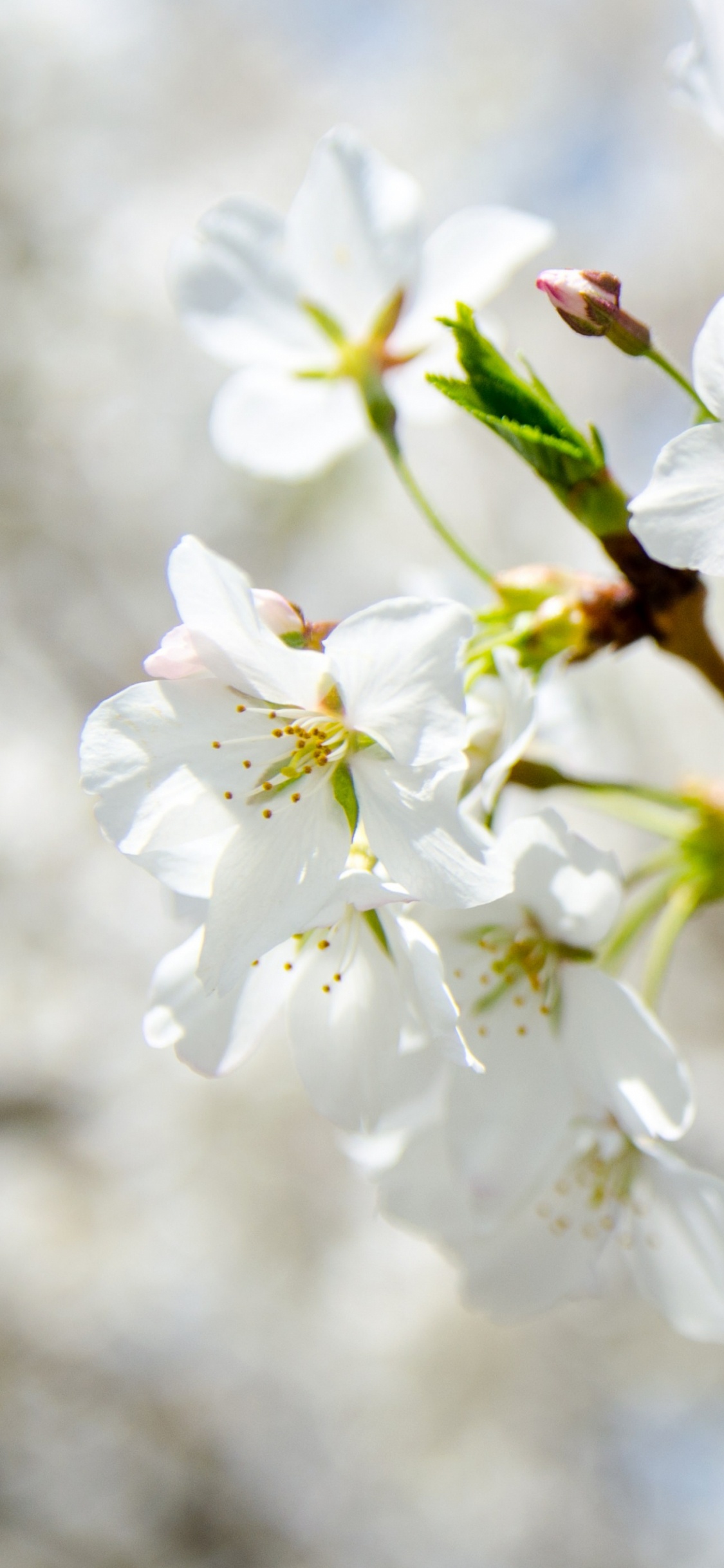 White Cherry Blossom in Close up Photography. Wallpaper in 1125x2436 Resolution
