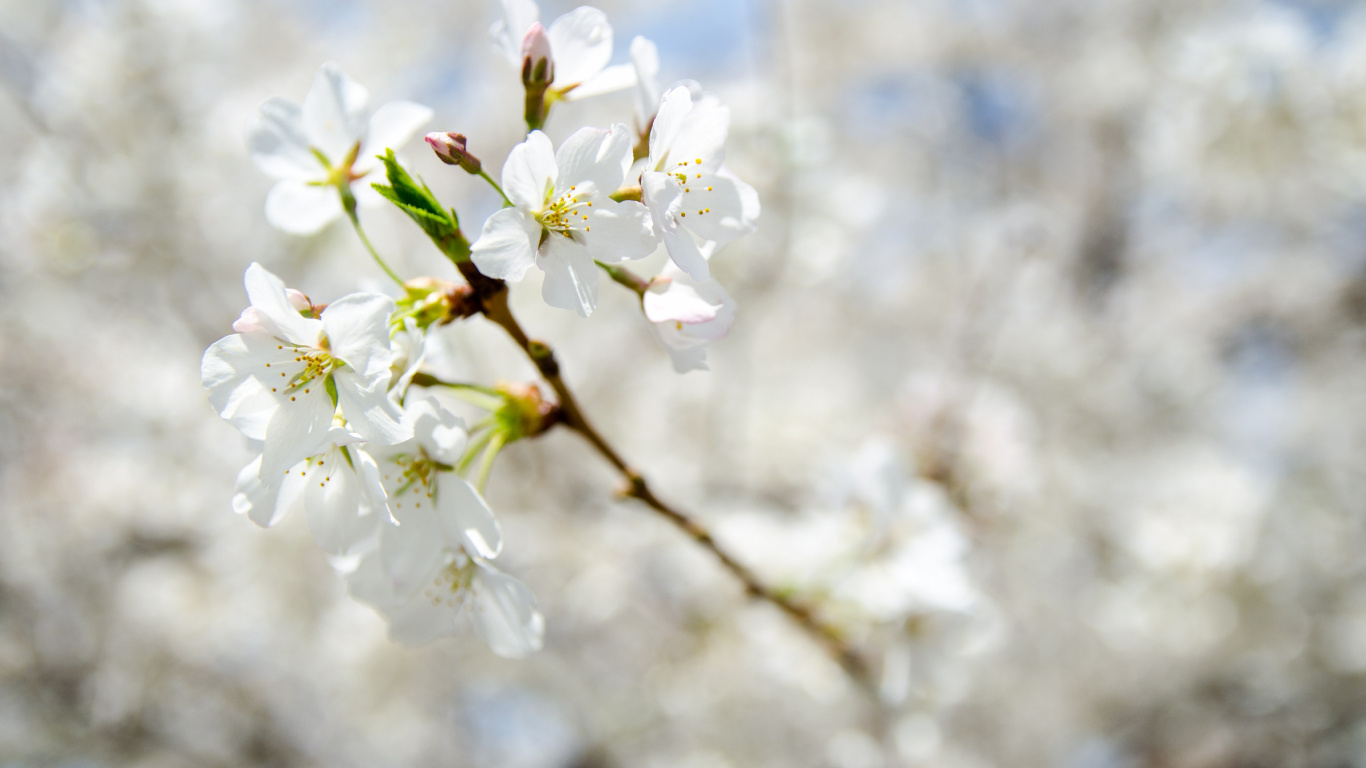 White Cherry Blossom in Close up Photography. Wallpaper in 1366x768 Resolution