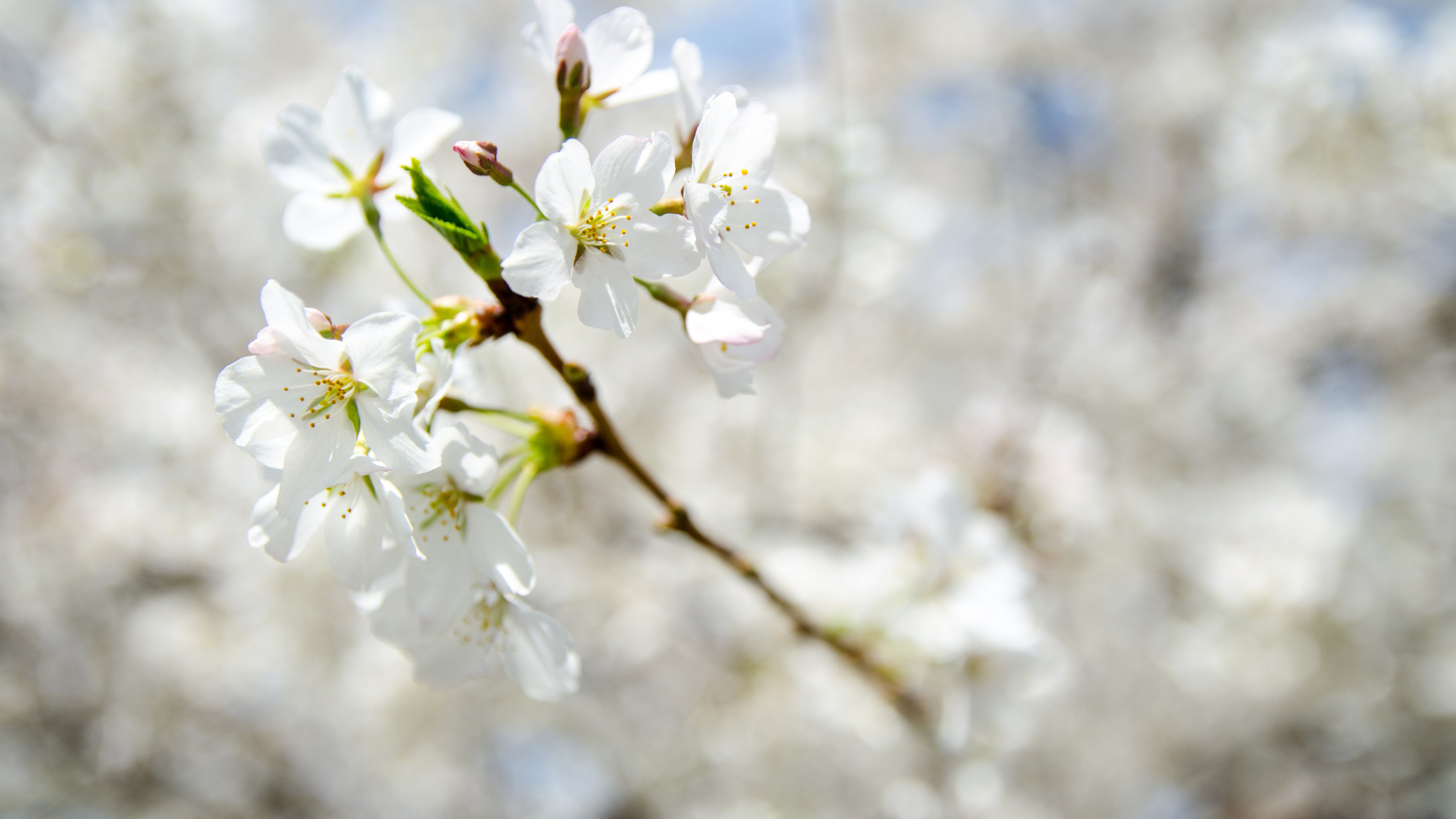 White Cherry Blossom in Close up Photography. Wallpaper in 2560x1440 Resolution