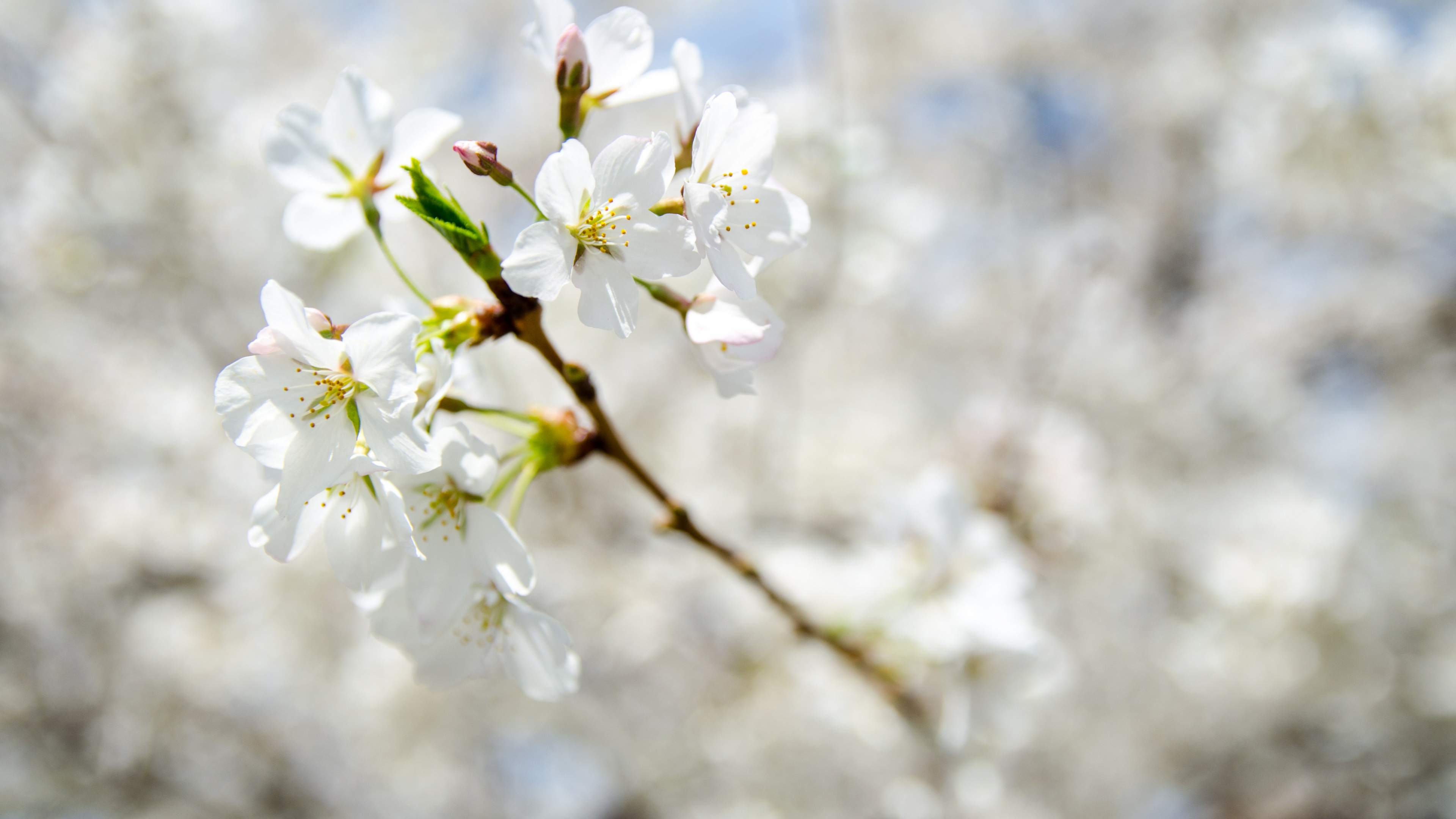 White Cherry Blossom in Close up Photography. Wallpaper in 3840x2160 Resolution
