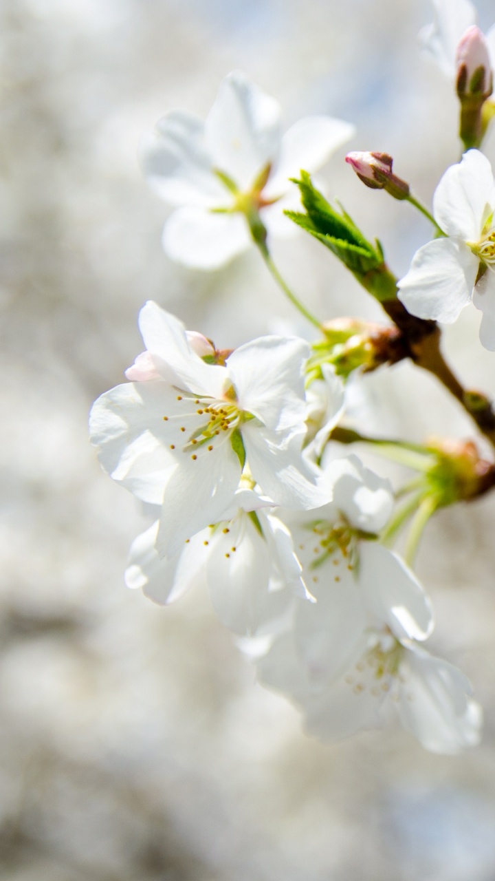 White Cherry Blossom in Close up Photography. Wallpaper in 720x1280 Resolution