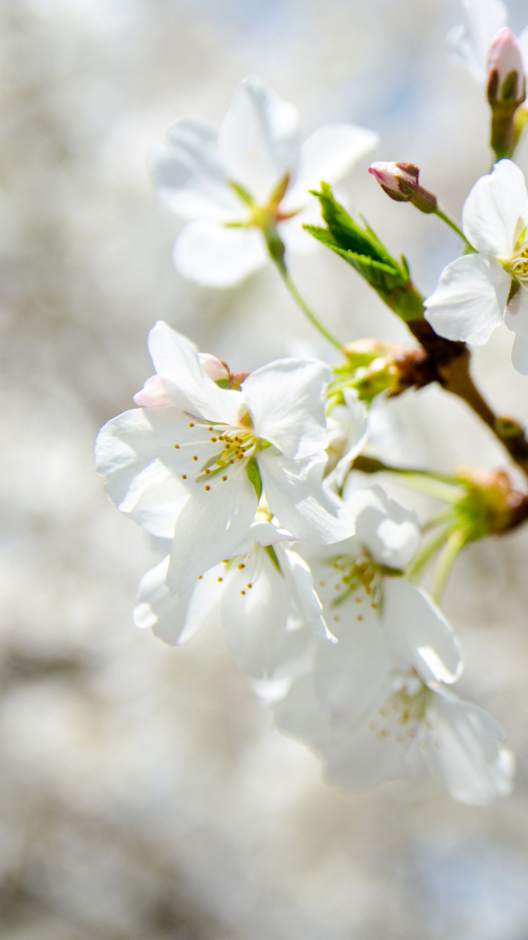 White Cherry Blossom in Close up Photography. Wallpaper in 750x1334 Resolution