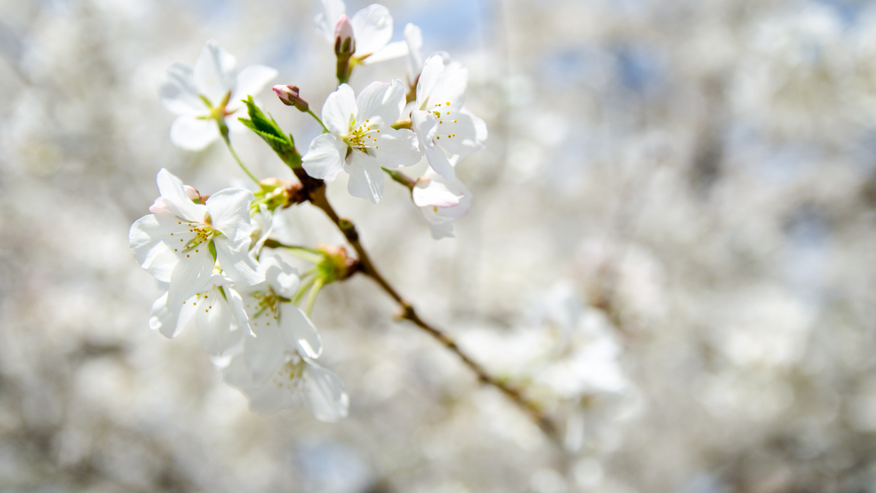 Fleur de Cerisier Blanc en Photographie Rapprochée. Wallpaper in 1280x720 Resolution