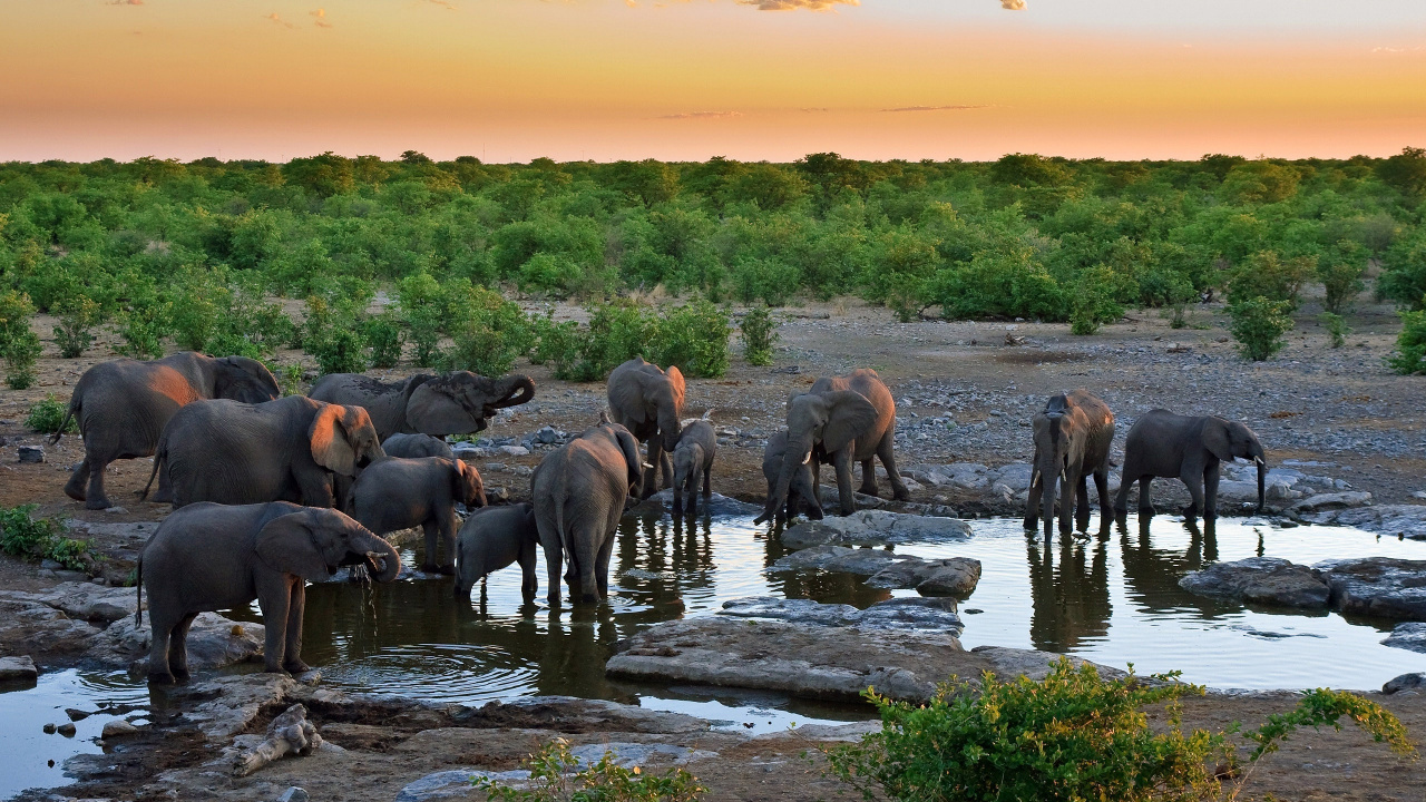 Group of Elephants on River During Sunset. Wallpaper in 1280x720 Resolution