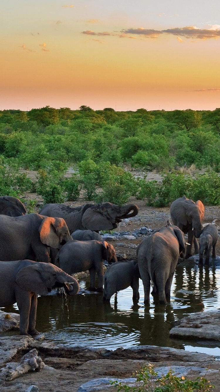 Group of Elephants on River During Sunset. Wallpaper in 750x1334 Resolution