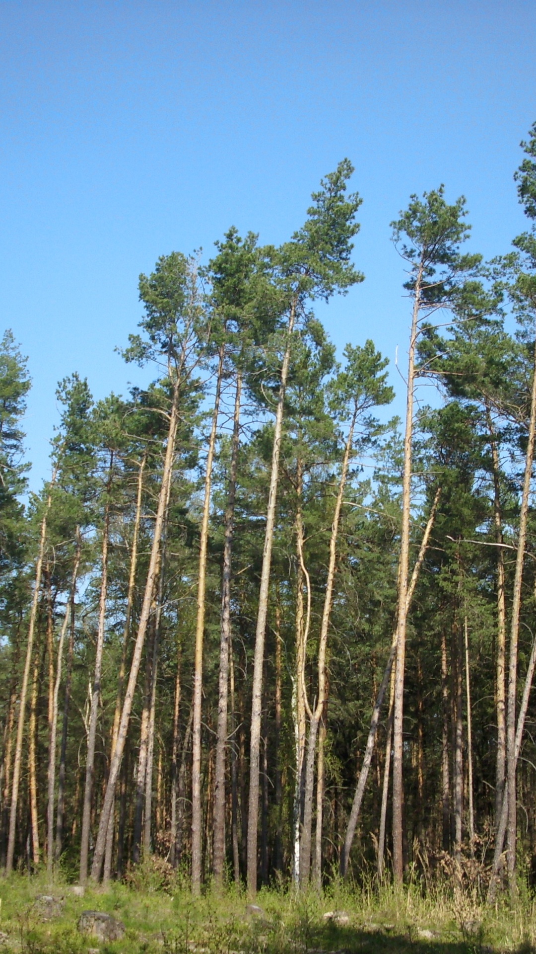 Arbres Verts Sous Ciel Bleu Pendant la Journée. Wallpaper in 1080x1920 Resolution