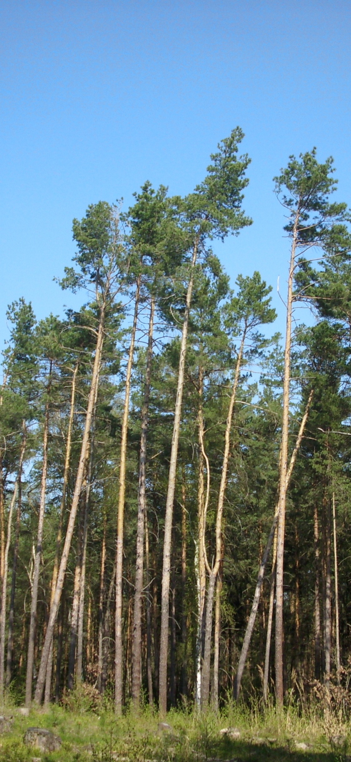 Arbres Verts Sous Ciel Bleu Pendant la Journée. Wallpaper in 1125x2436 Resolution