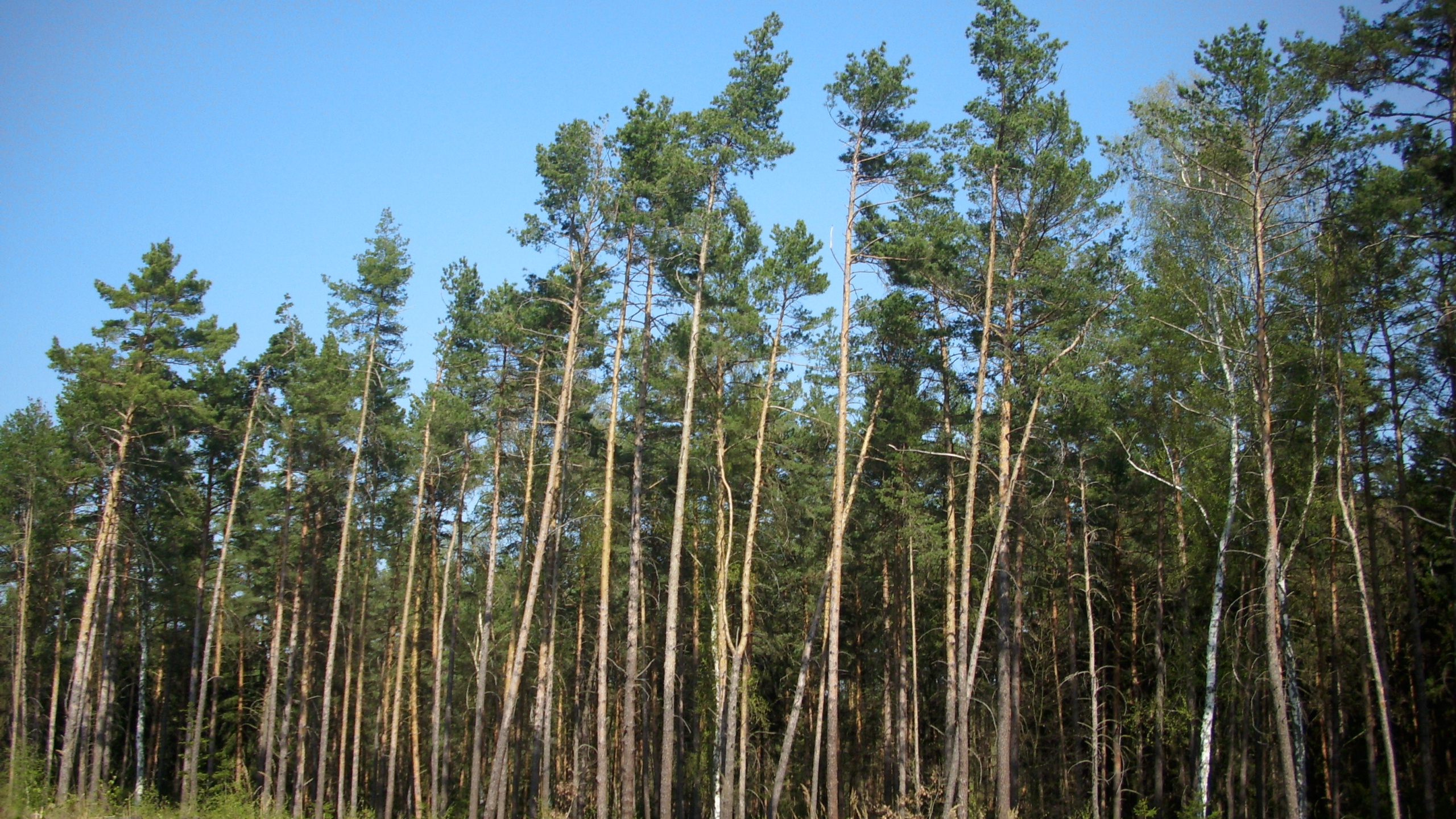 Arbres Verts Sous Ciel Bleu Pendant la Journée. Wallpaper in 2560x1440 Resolution