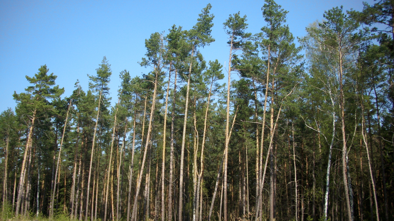 Green Trees Under Blue Sky During Daytime. Wallpaper in 1366x768 Resolution