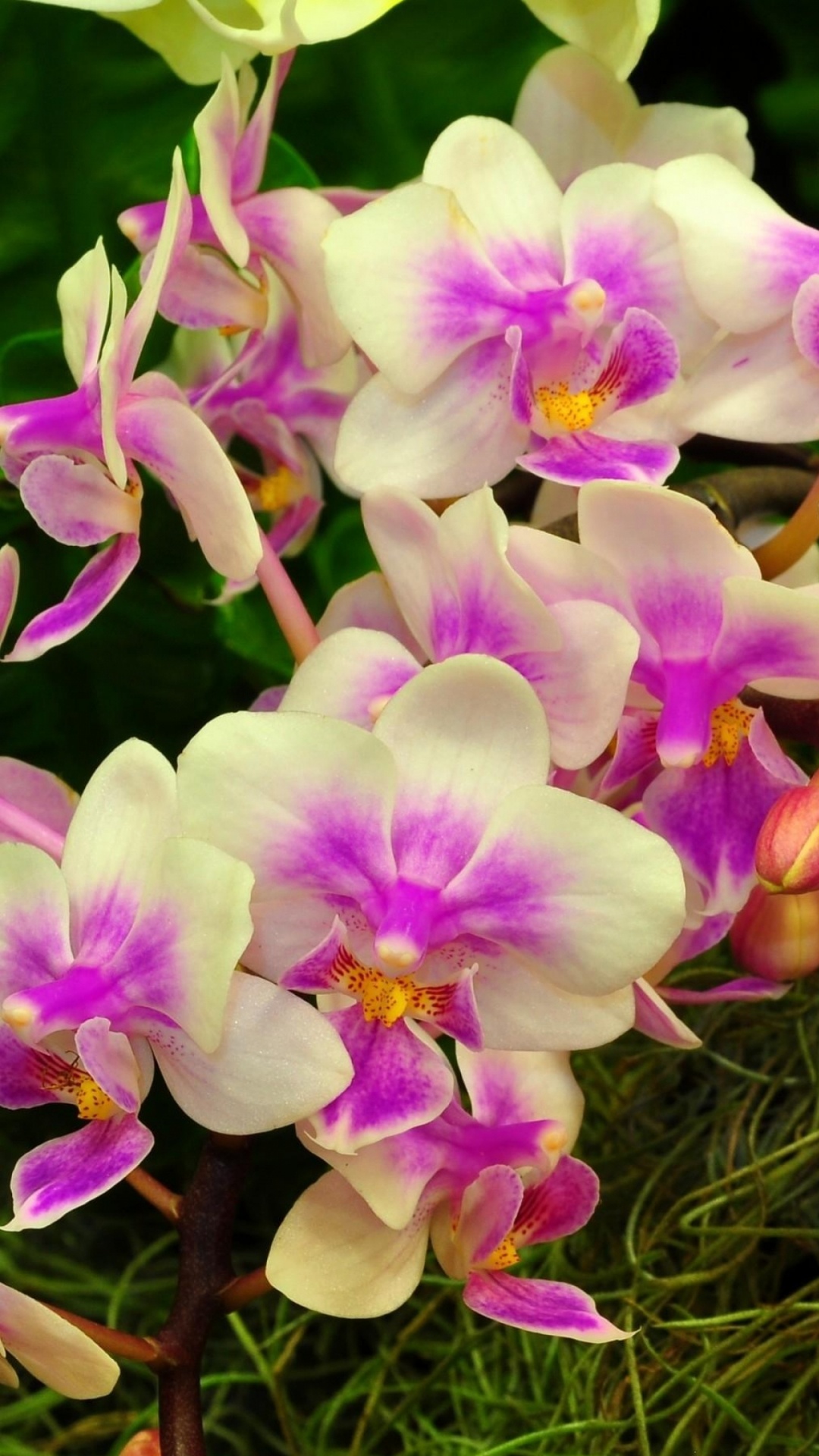 Purple and White Flowers With Green Leaves. Wallpaper in 1080x1920 Resolution