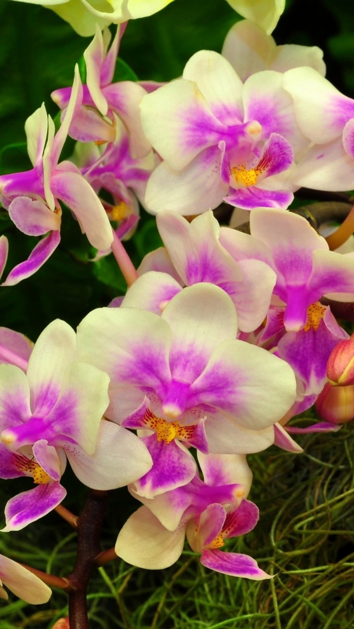 Purple and White Flowers With Green Leaves. Wallpaper in 720x1280 Resolution