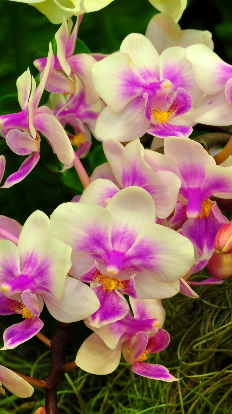 Purple and White Flowers With Green Leaves. Wallpaper in 750x1334 Resolution