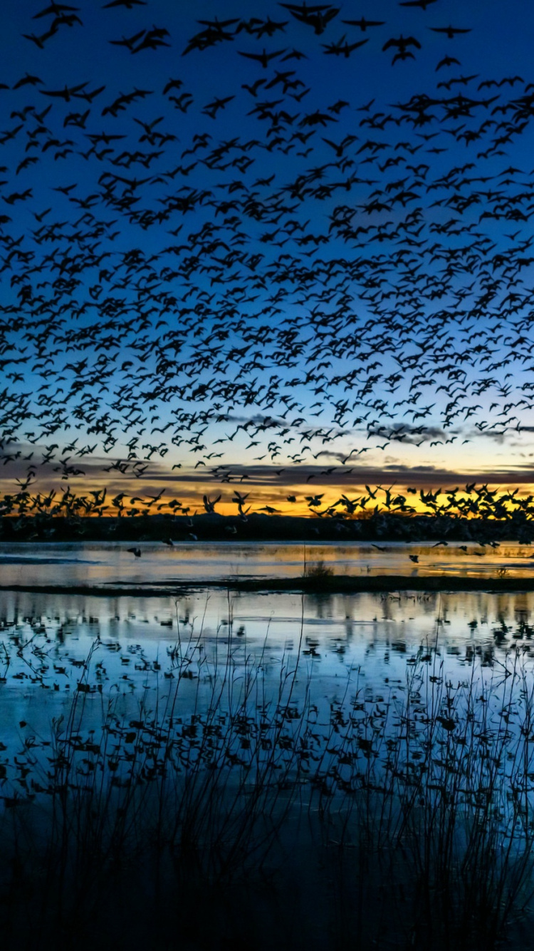 Plan D'eau Près Des Arbres Pendant la Nuit. Wallpaper in 750x1334 Resolution