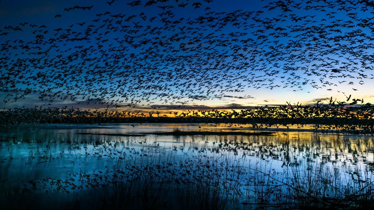 Gewässer in Der Nähe Von Bäumen Während Der Nacht. Wallpaper in 1280x720 Resolution