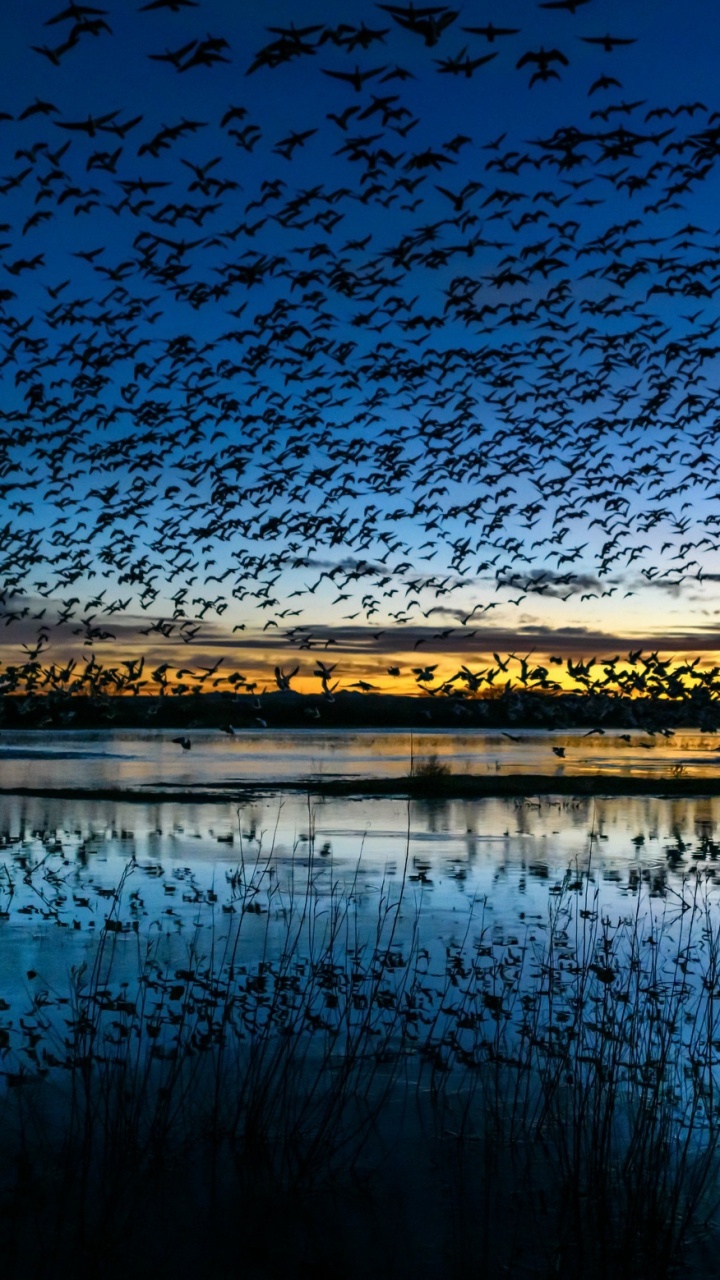 Body of Water Near Trees During Night Time. Wallpaper in 720x1280 Resolution
