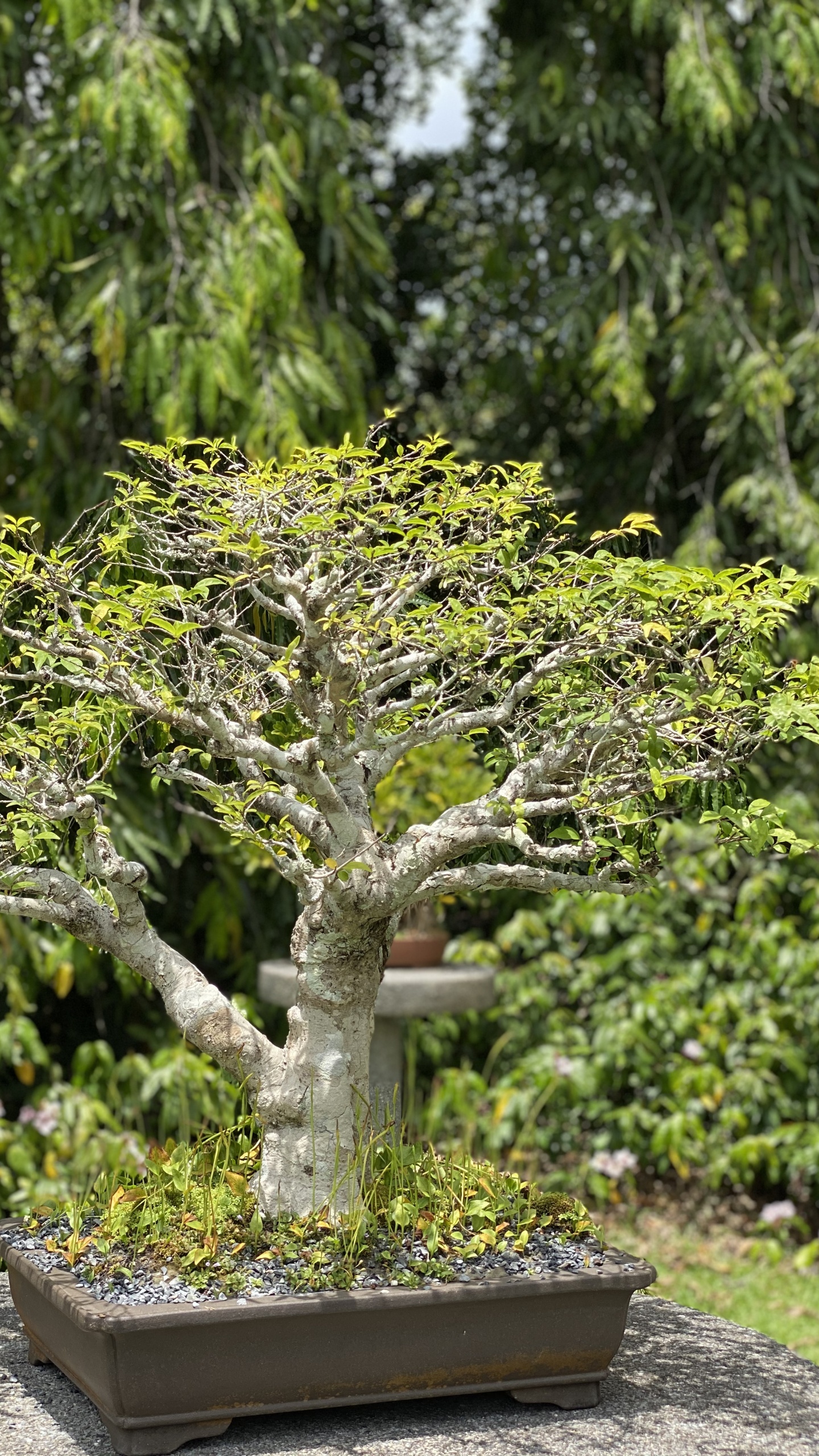 Baum, Chinesische Süße Pflaume, Bonsai, Blumentopf, Woody Pflanze. Wallpaper in 1440x2560 Resolution