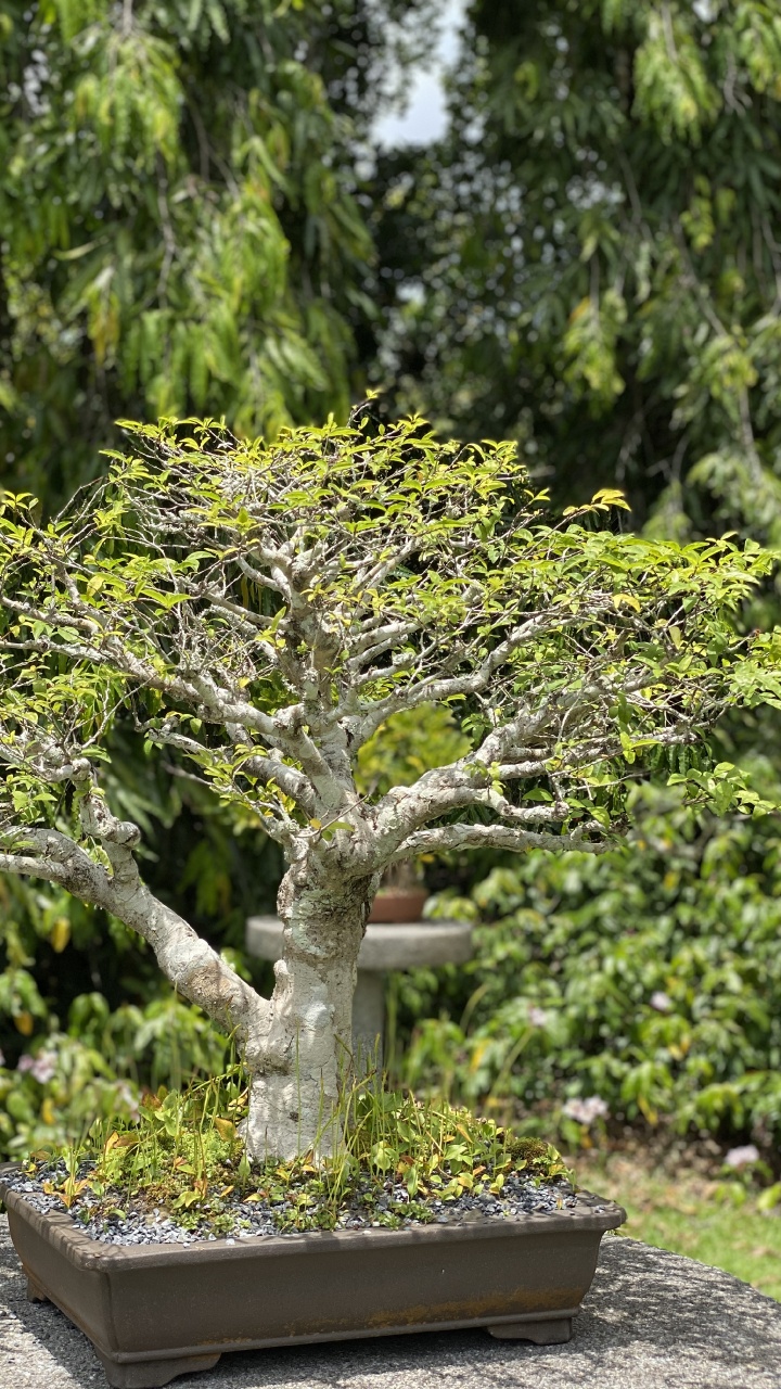 Baum, Chinesische Süße Pflaume, Bonsai, Blumentopf, Woody Pflanze. Wallpaper in 720x1280 Resolution