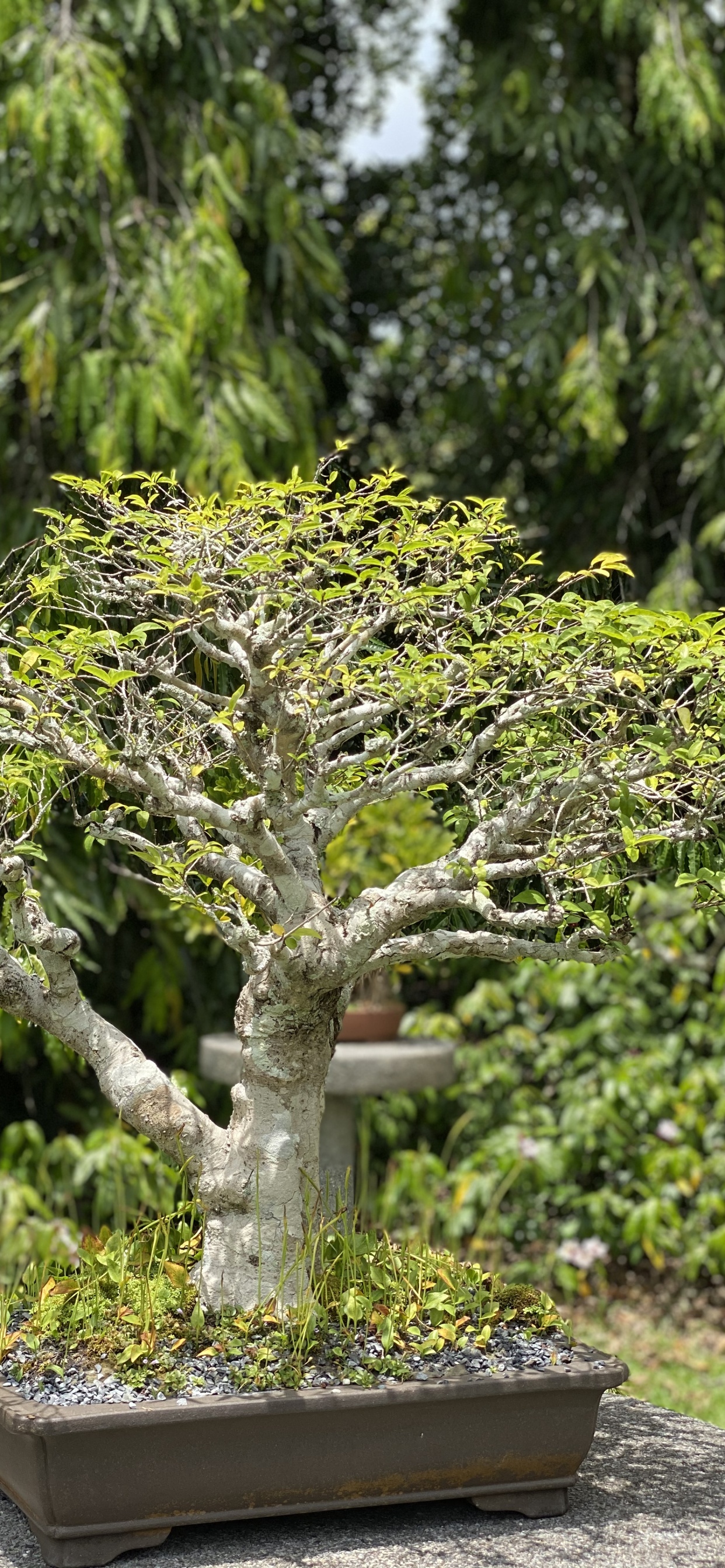Ciruela Dulce China, Bonsai, Maceta, Planta Leñosa, Arbusto. Wallpaper in 1242x2688 Resolution