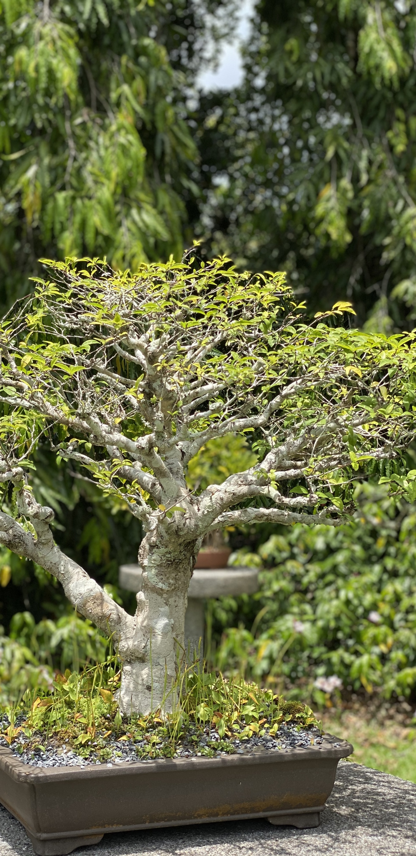 Ciruela Dulce China, Bonsai, Maceta, Planta Leñosa, Arbusto. Wallpaper in 1440x2960 Resolution