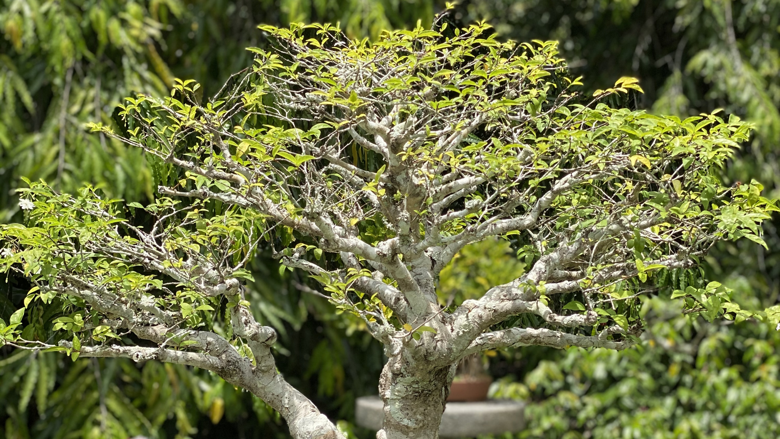 Ciruela Dulce China, Bonsai, Maceta, Planta Leñosa, Arbusto. Wallpaper in 2560x1440 Resolution