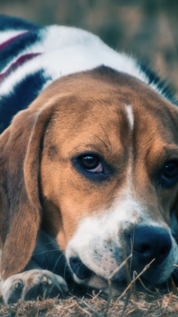 Tricolor Beagle am Boden Liegend. Wallpaper in 720x1280 Resolution