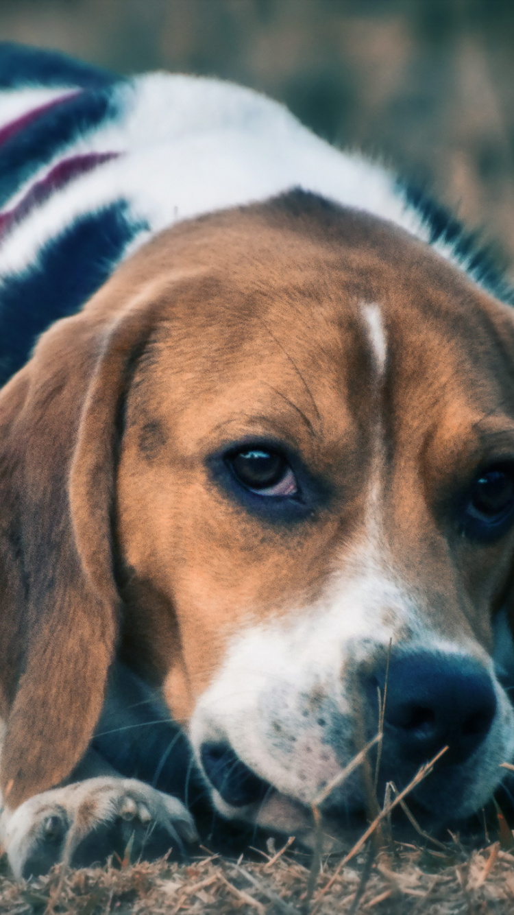 Tricolor Beagle am Boden Liegend. Wallpaper in 750x1334 Resolution