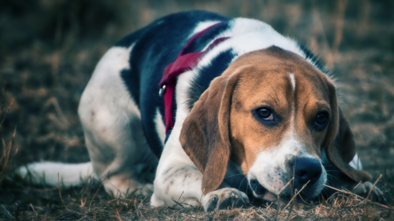 Tricolor Beagle Lying on Ground. Wallpaper in 1280x720 Resolution