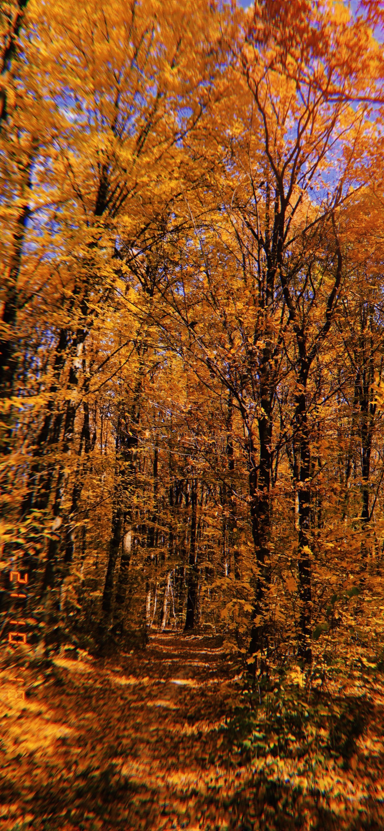 Nature, Vegetation, Deciduous, Branch, Natural Environment. Wallpaper in 1242x2688 Resolution