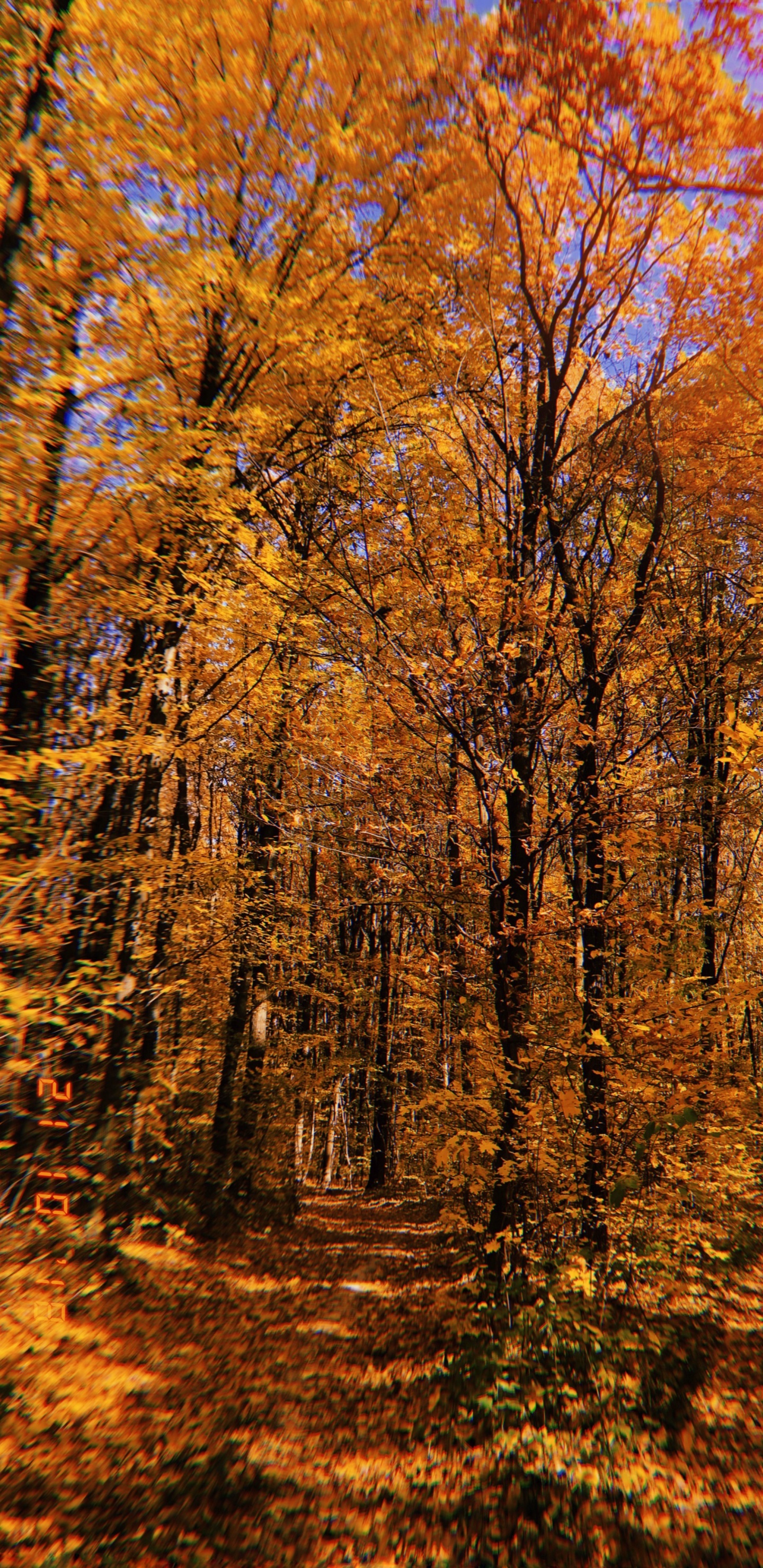 Nature, Vegetation, Deciduous, Branch, Natural Environment. Wallpaper in 1440x2960 Resolution