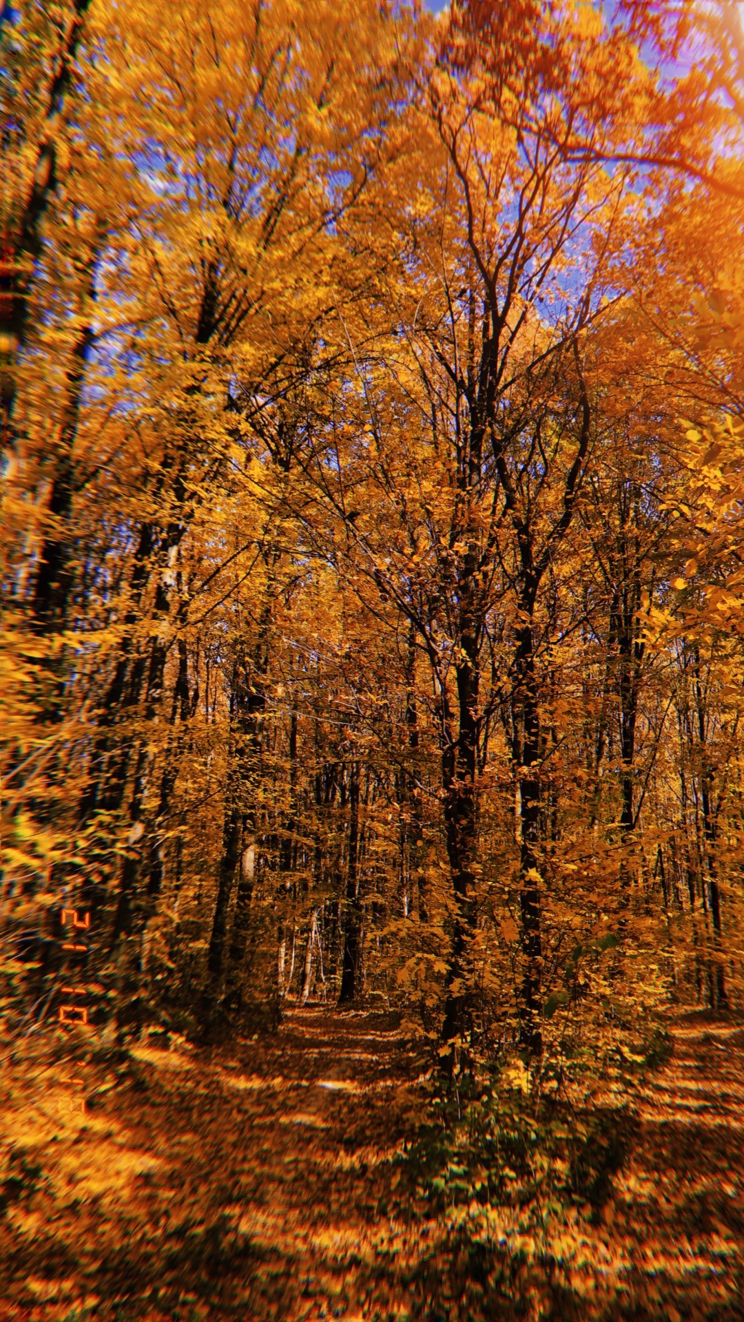 Nature, Végétation, Feuilles Caduques, Environnement Naturel, Paysage Naturel. Wallpaper in 1080x1920 Resolution