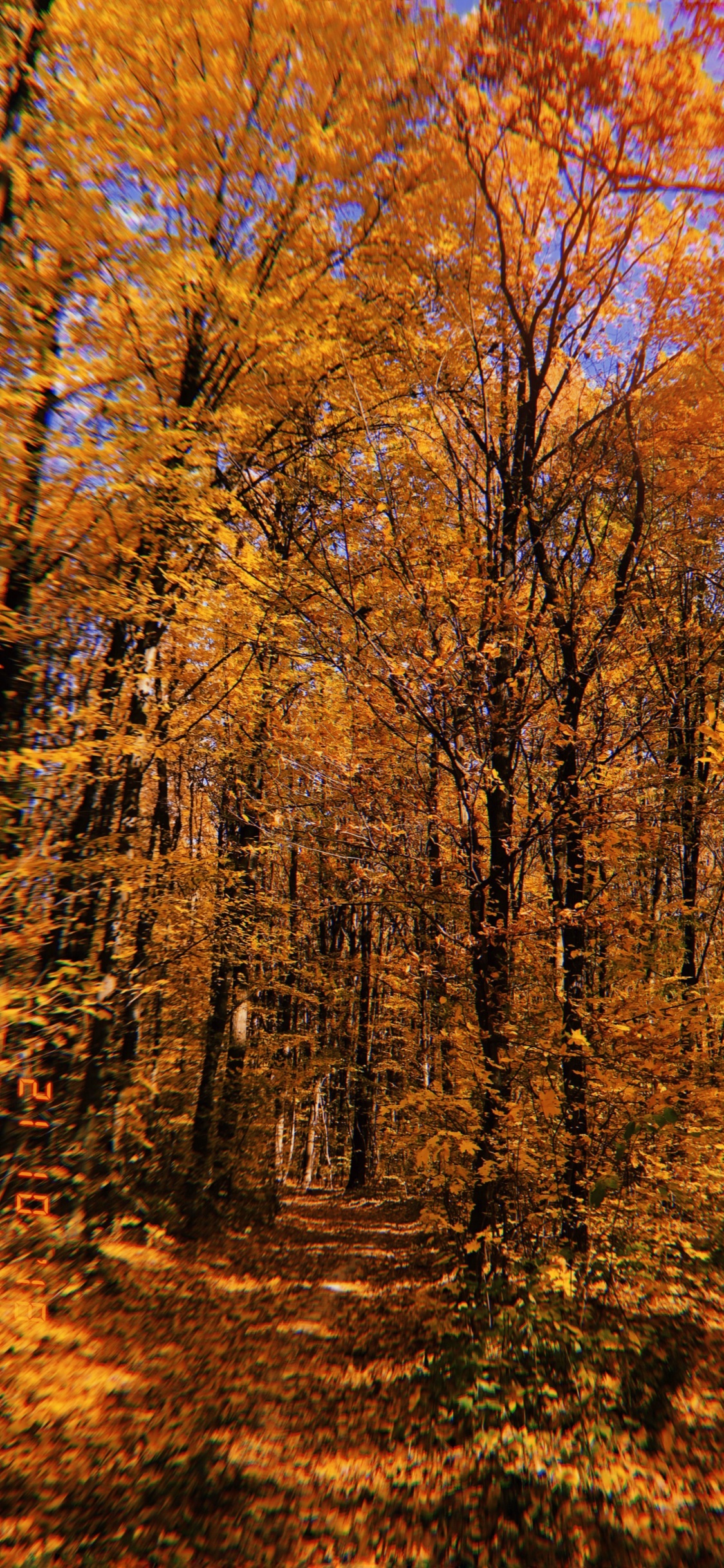 Nature, Végétation, Feuilles Caduques, Environnement Naturel, Paysage Naturel. Wallpaper in 1125x2436 Resolution