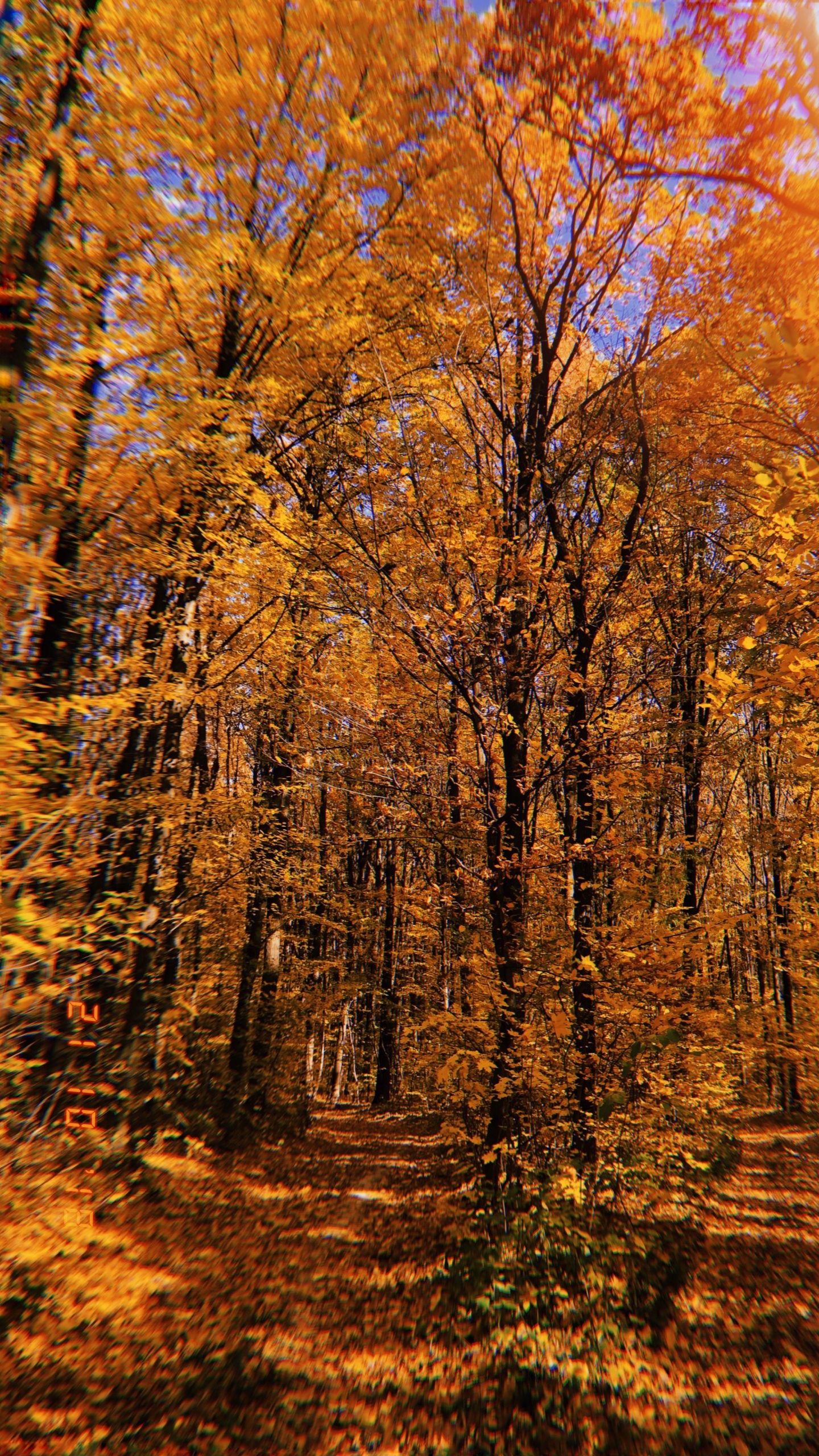 Nature, Végétation, Feuilles Caduques, Environnement Naturel, Paysage Naturel. Wallpaper in 1440x2560 Resolution