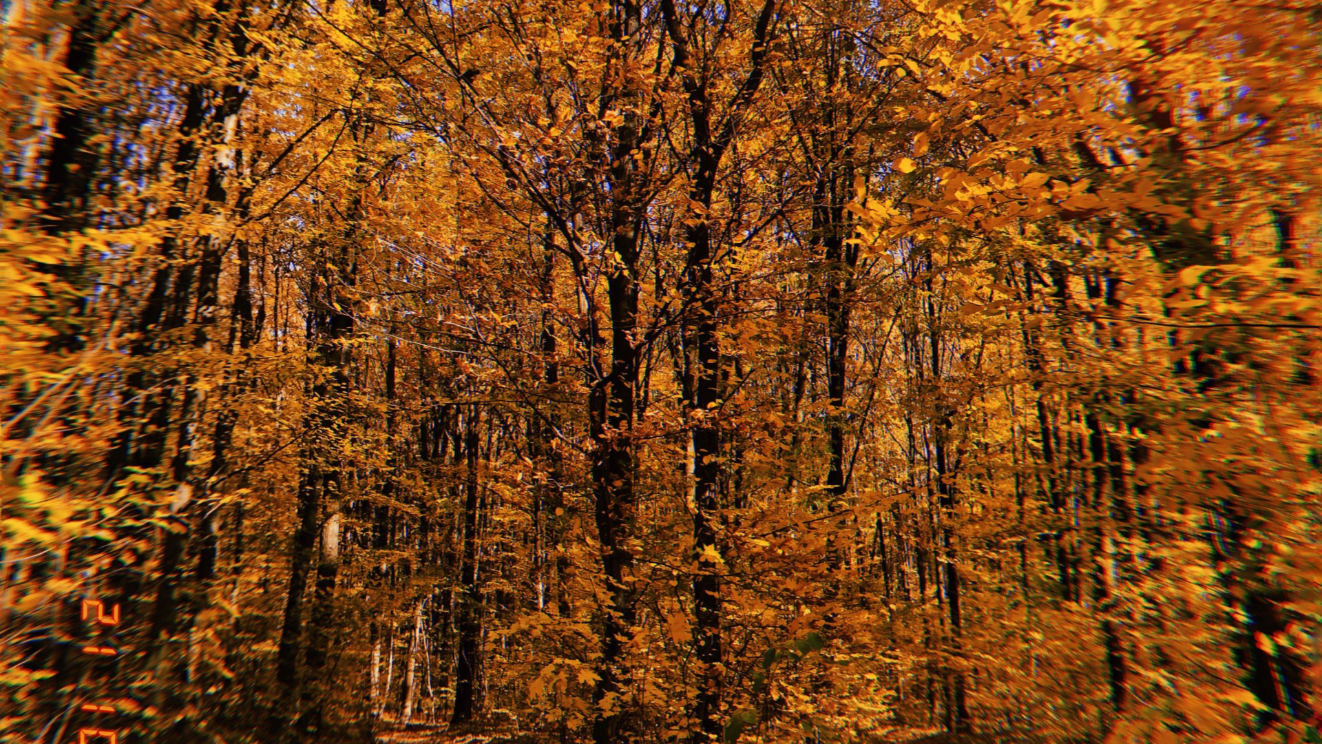 Nature, Végétation, Feuilles Caduques, Environnement Naturel, Paysage Naturel. Wallpaper in 1920x1080 Resolution