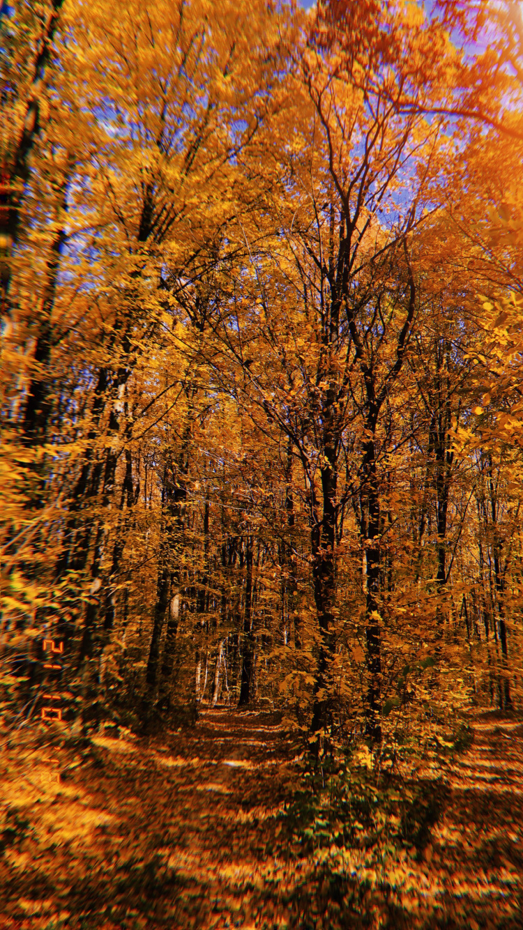 Nature, Végétation, Feuilles Caduques, Environnement Naturel, Paysage Naturel. Wallpaper in 750x1334 Resolution