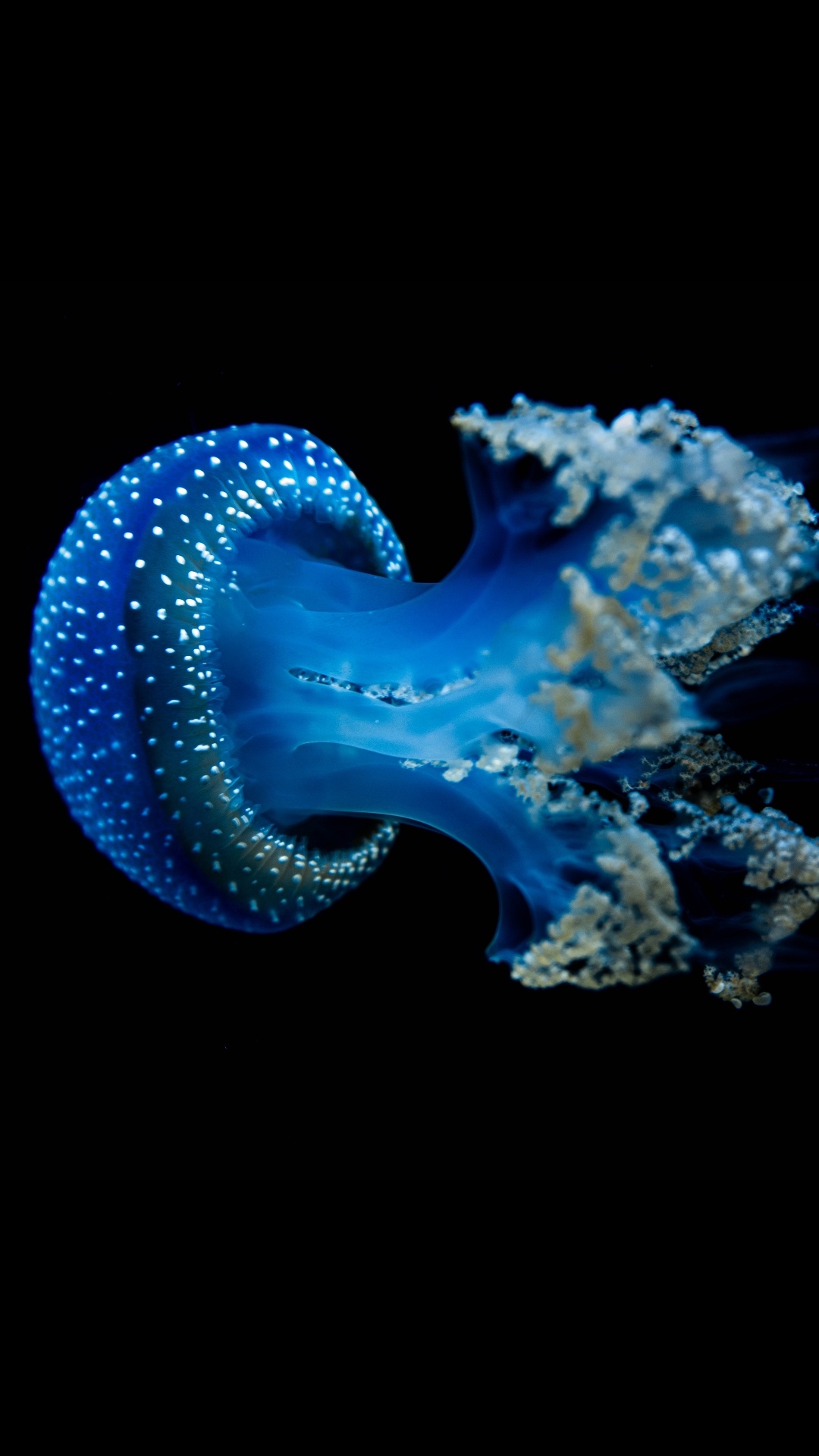 Jellyfish, Bioluminescence, Denizanas, Marine Invertebrates, Underwater. Wallpaper in 1080x1920 Resolution