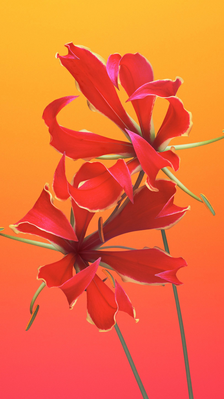 IOS 11, Ios, IOS 8, Manzana, IOS 14. Wallpaper in 750x1334 Resolution