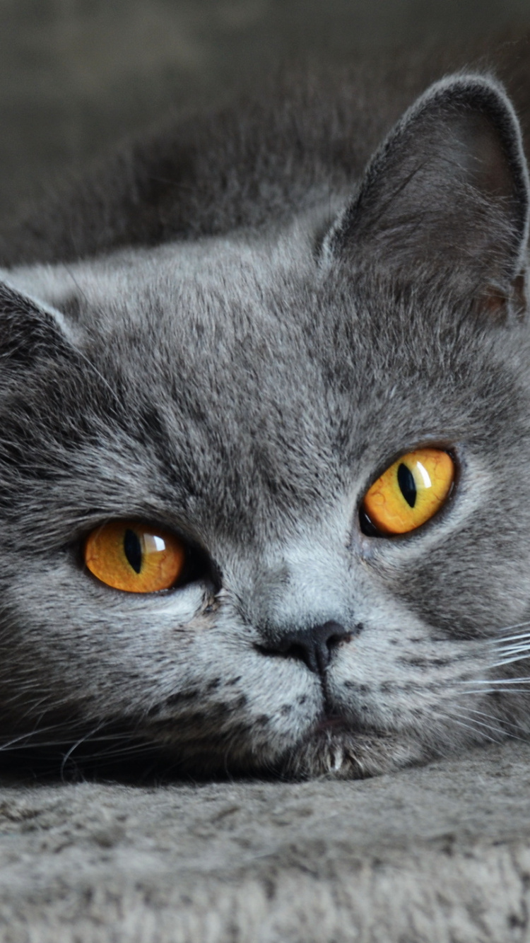 Russian Blue Cat Lying on Concrete Floor. Wallpaper in 750x1334 Resolution