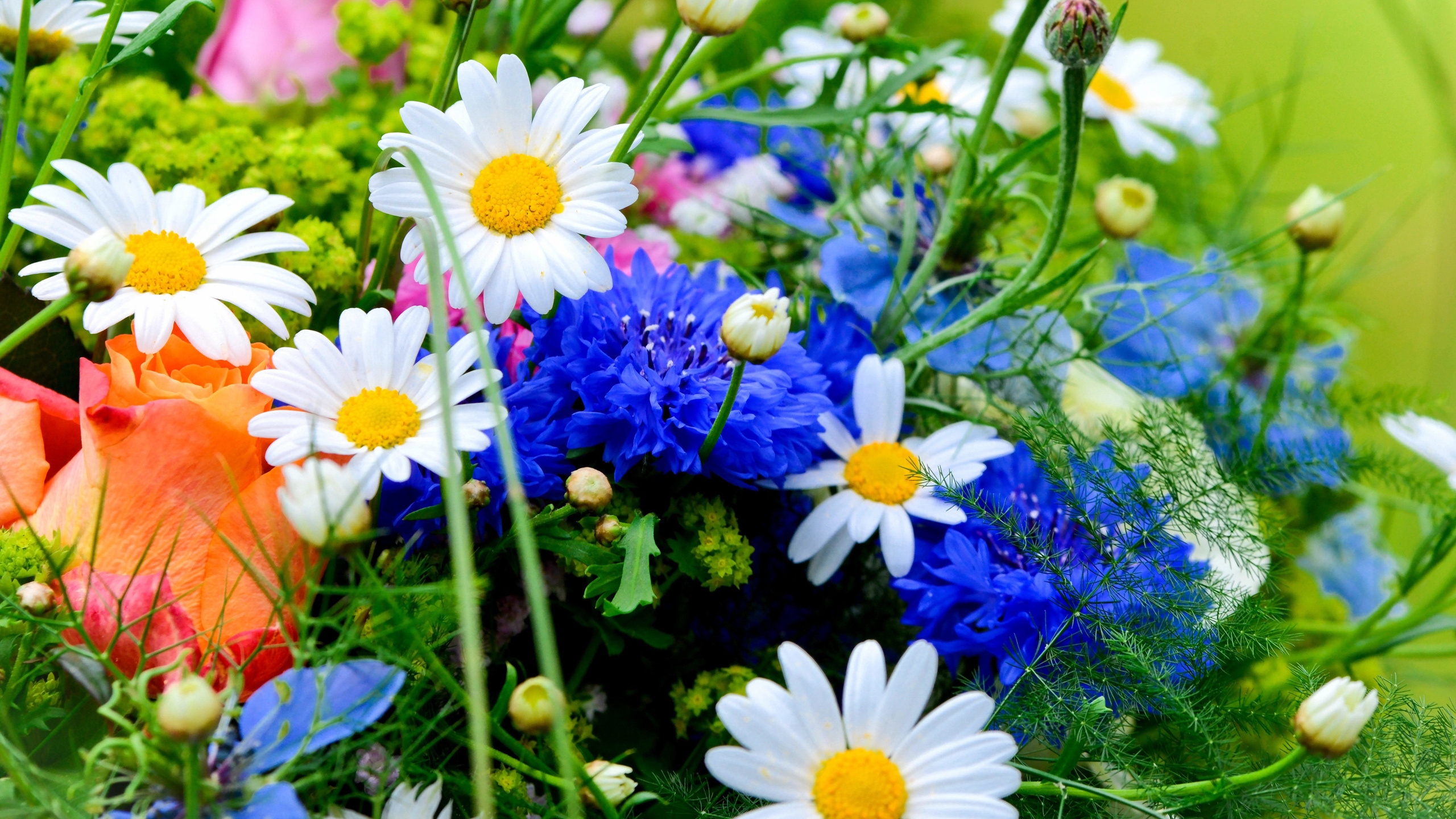 Flower, Wildflower, Plant, Daisy, Spring. Wallpaper in 2560x1440 Resolution