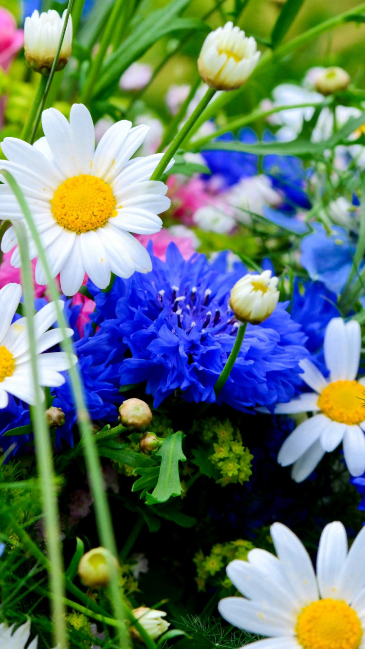 Flower, Wildflower, Plant, Daisy, Spring. Wallpaper in 750x1334 Resolution