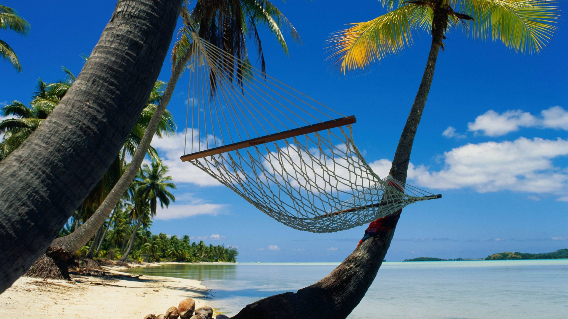 Blue Hammock Hanged on Palm Tree Near Beach During Daytime. Wallpaper in 1920x1080 Resolution