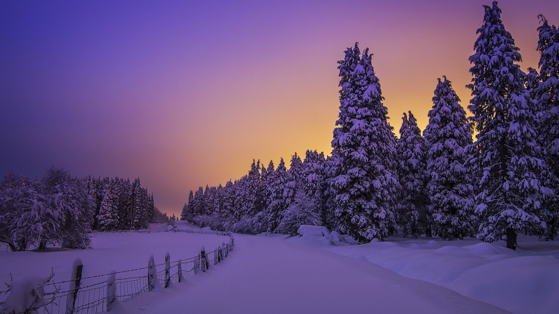 Green Pine Trees on Snow Covered Ground During Daytime. Wallpaper in 1920x1080 Resolution